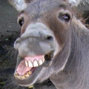 Meet your Posher, Lincoln